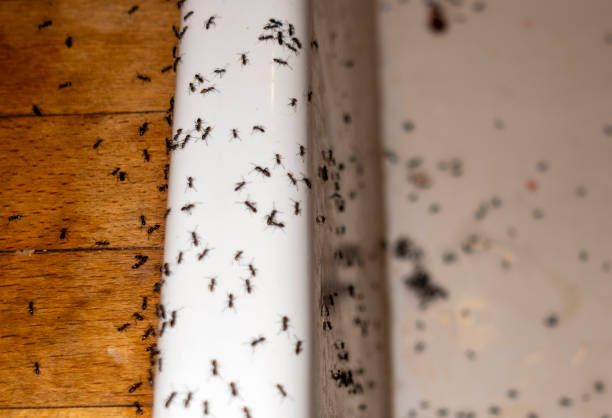 Best Wildlife Control Services  in Richmond, CA
